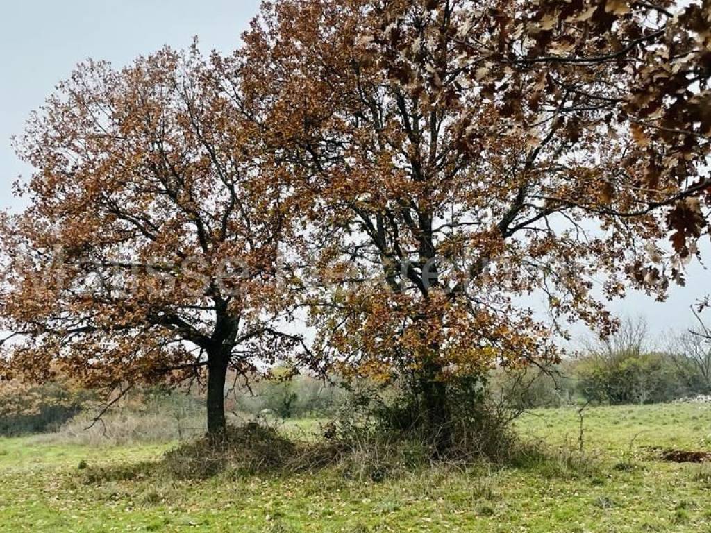 Poljoprivredno zemljište, Prodaja, Marčana, Marčana