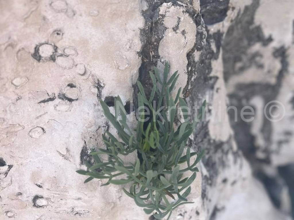 Poljoprivredno zemljište, prodaja, Marčana,Krnica