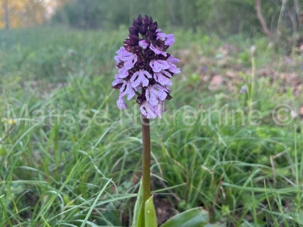 Poljoprivredno zemljište, prodaja, Marčana,Krnica