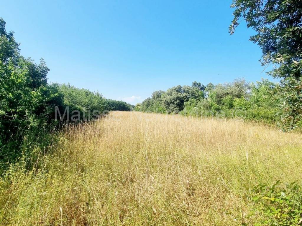 Poljoprivredno zemljište, Prodaja, Ližnjan, Šišan