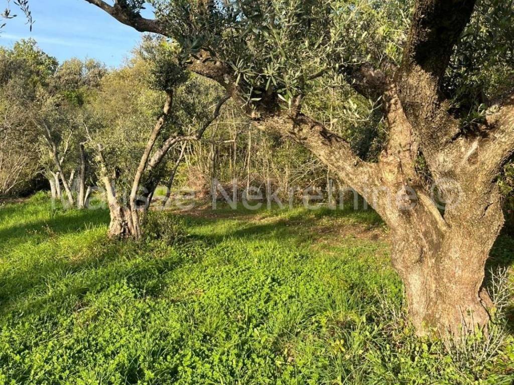 Poljoprivredno zemljište, Prodaja, Marčana, Peruški