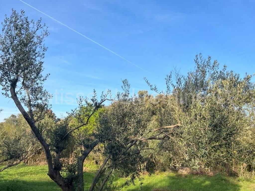 Poljoprivredno zemljište, Prodaja, Marčana, Peruški