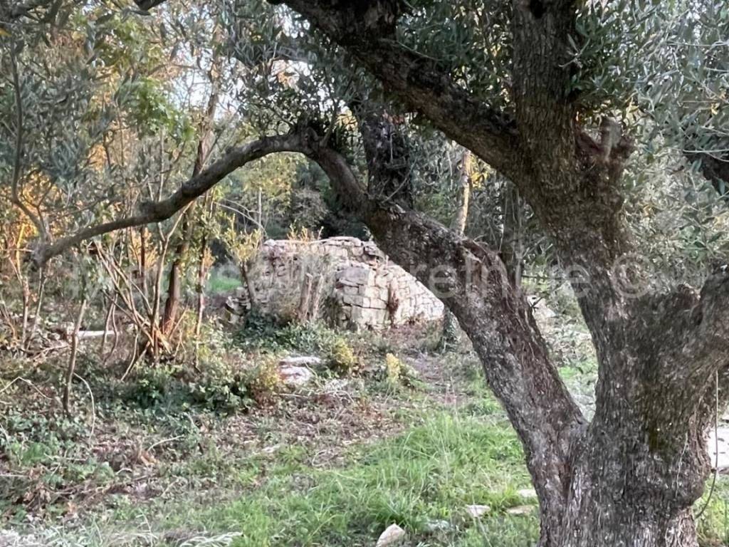 Poljoprivredno zemljište, Prodaja, Marčana, Peruški