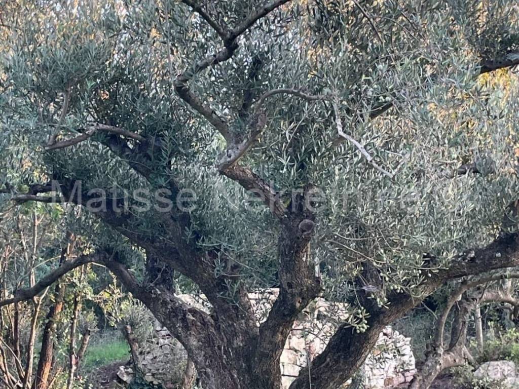 Poljoprivredno zemljište, Prodaja, Marčana, Peruški