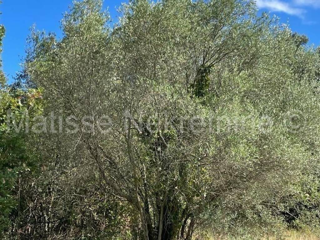 Poljoprivredno zemljište, Prodaja, Marčana, Peruški