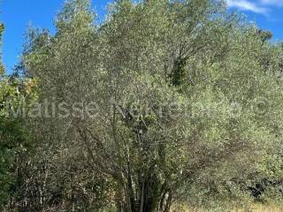 Poljoprivredno zemljište, Prodaja, Marčana, Peruški