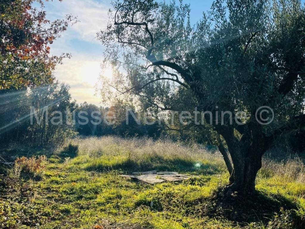 Poljoprivredno zemljište, Prodaja, Marčana, Peruški