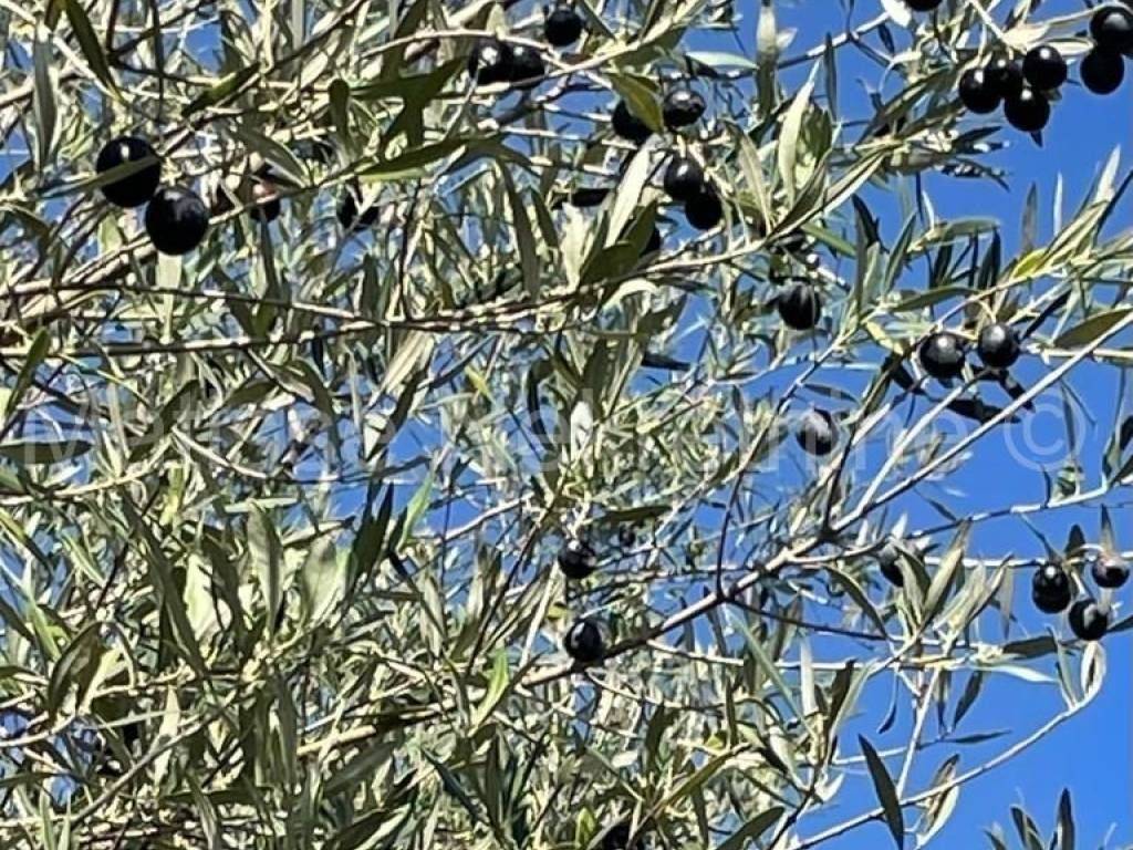 Poljoprivredno zemljište, Prodaja, Marčana, Peruški