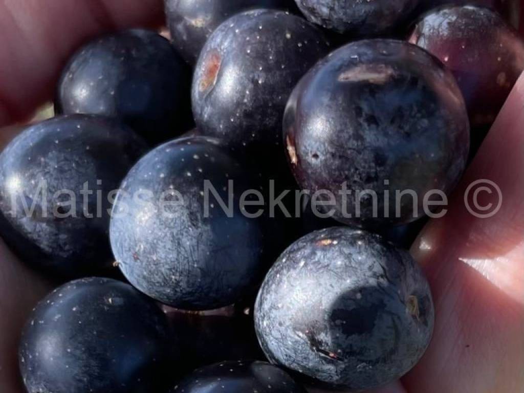 Poljoprivredno zemljište, Prodaja, Marčana, Peruški