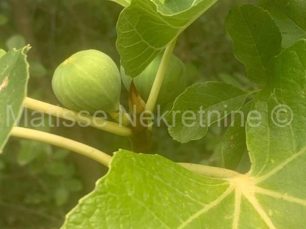 Poljoprivredno zemljište, Prodaja, Marčana, Peruški