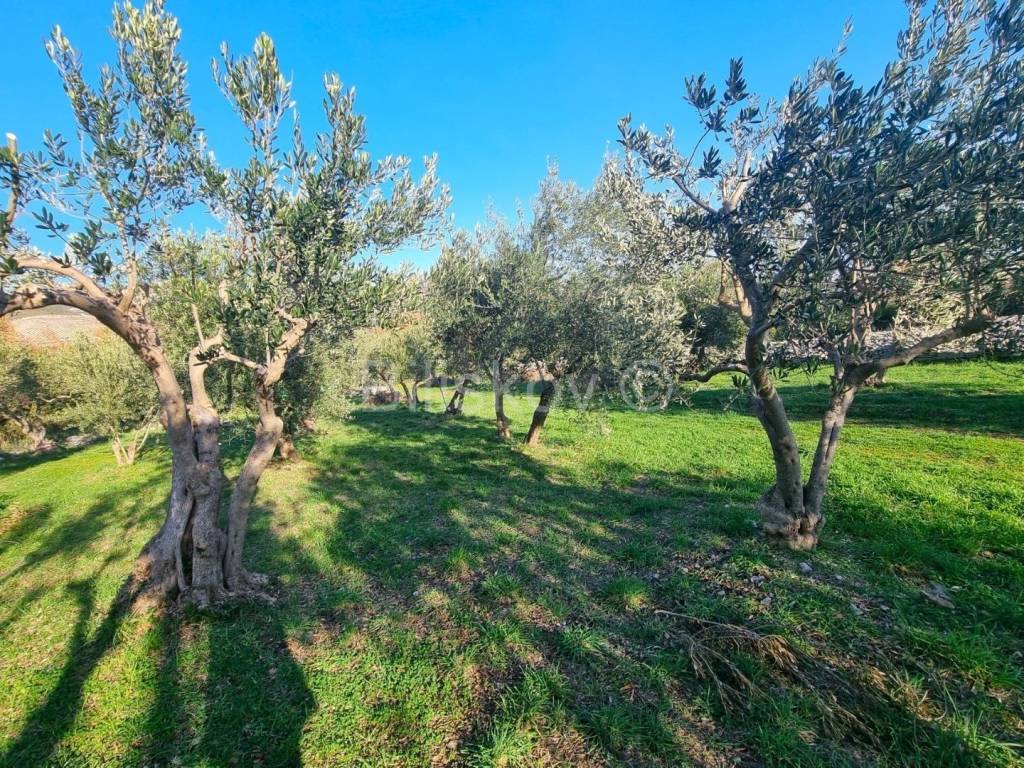 Poljoprivredno zemljište, Prodaja, Kaštela, Kaštel Novi