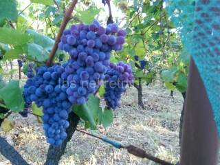 Građevinsko zemljište, Prodaja, Hrvace, Gornji Bitelić