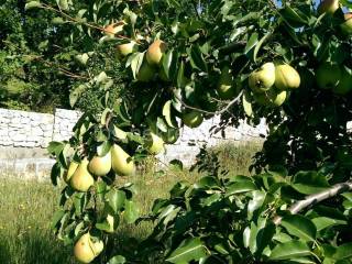 Građevinsko zemljište, Prodaja, Hrvace, Gornji Bitelić
