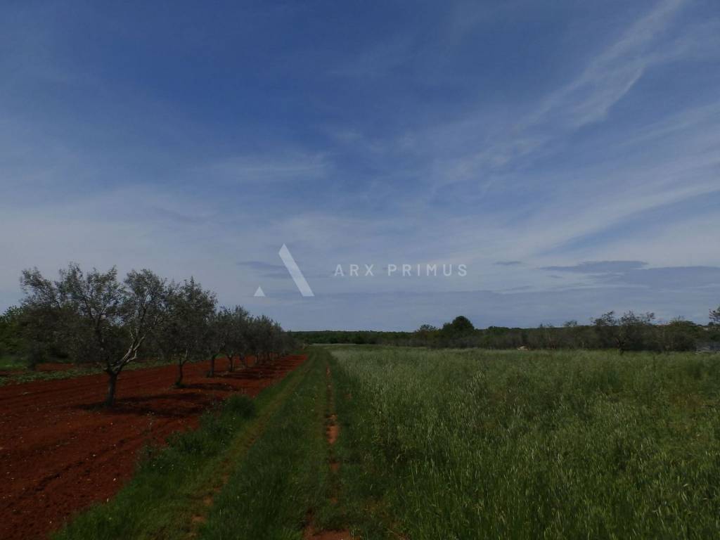 Poljoprivredno zemljište, Prodaja, Umag, Petrovija