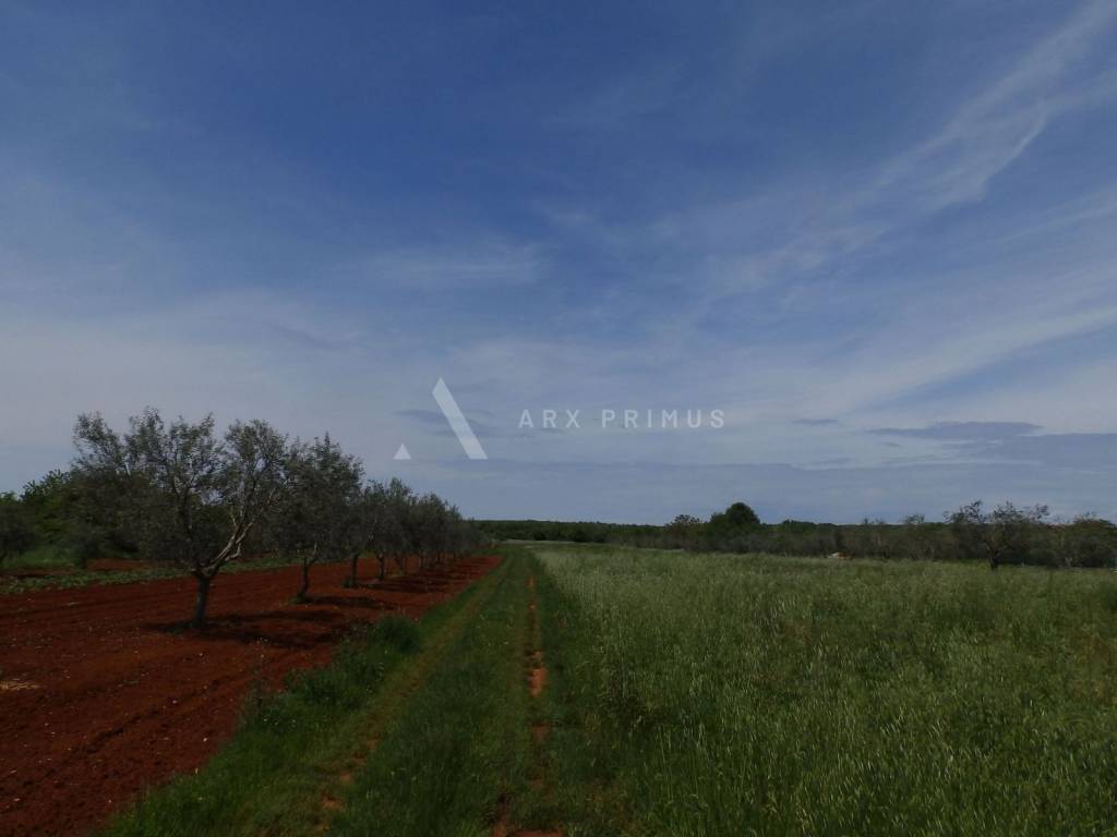 Poljoprivredno zemljište, Prodaja, Umag, Petrovija