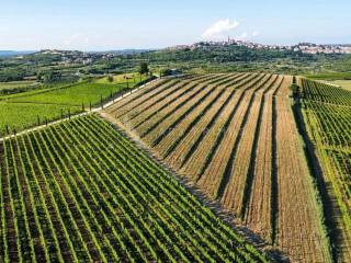 Poljoprivredno zemljište, Prodaja, Buje, Buje