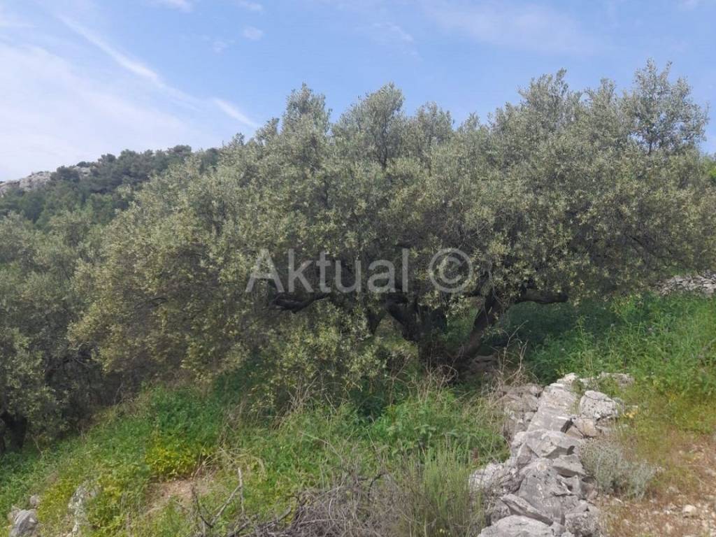 Poljoprivredno zemljište, Prodaja, Blato, Prižba