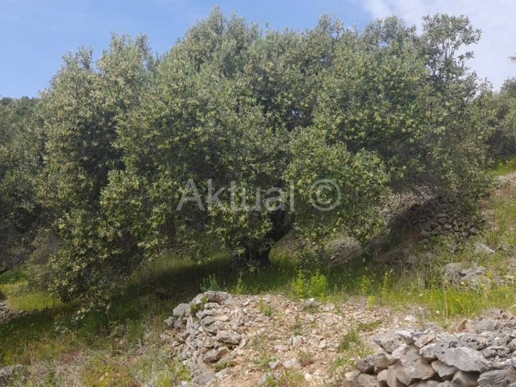 Poljoprivredno zemljište, Prodaja, Blato, Prižba