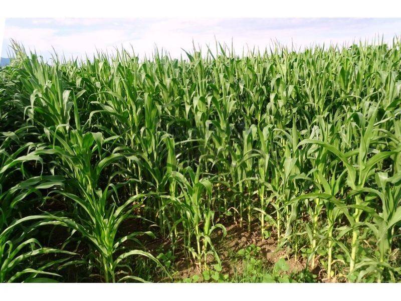 Poljoprivredno zemljište, Prodaja, Jastrebarsko - Okolica, Cvetković