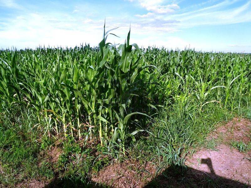 Poljoprivredno zemljište, Prodaja, Jastrebarsko - Okolica, Cvetković