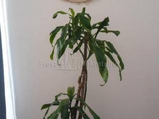 Stan u kući, Prodaja, Zadar, Zadar