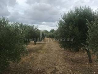 Poljoprivredno zemljište, Prodaja, Benkovac, Donji Lepuri