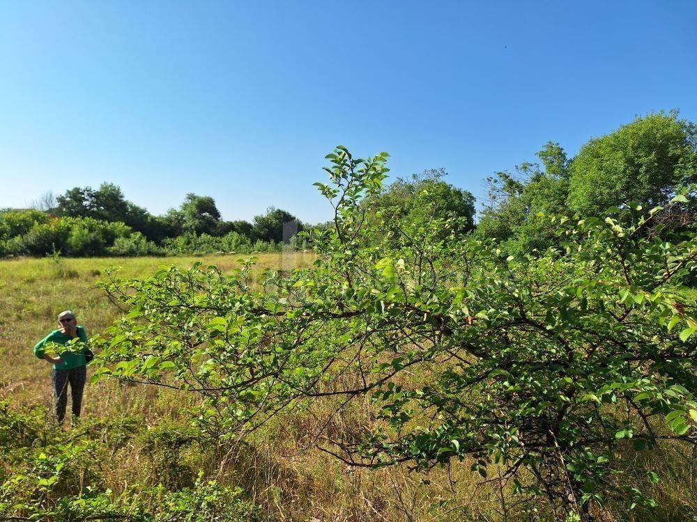 Poljoprivredno zemljište, Prodaja, Poličnik, Briševo