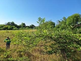 Poljoprivredno zemljište, Prodaja, Poličnik, Briševo