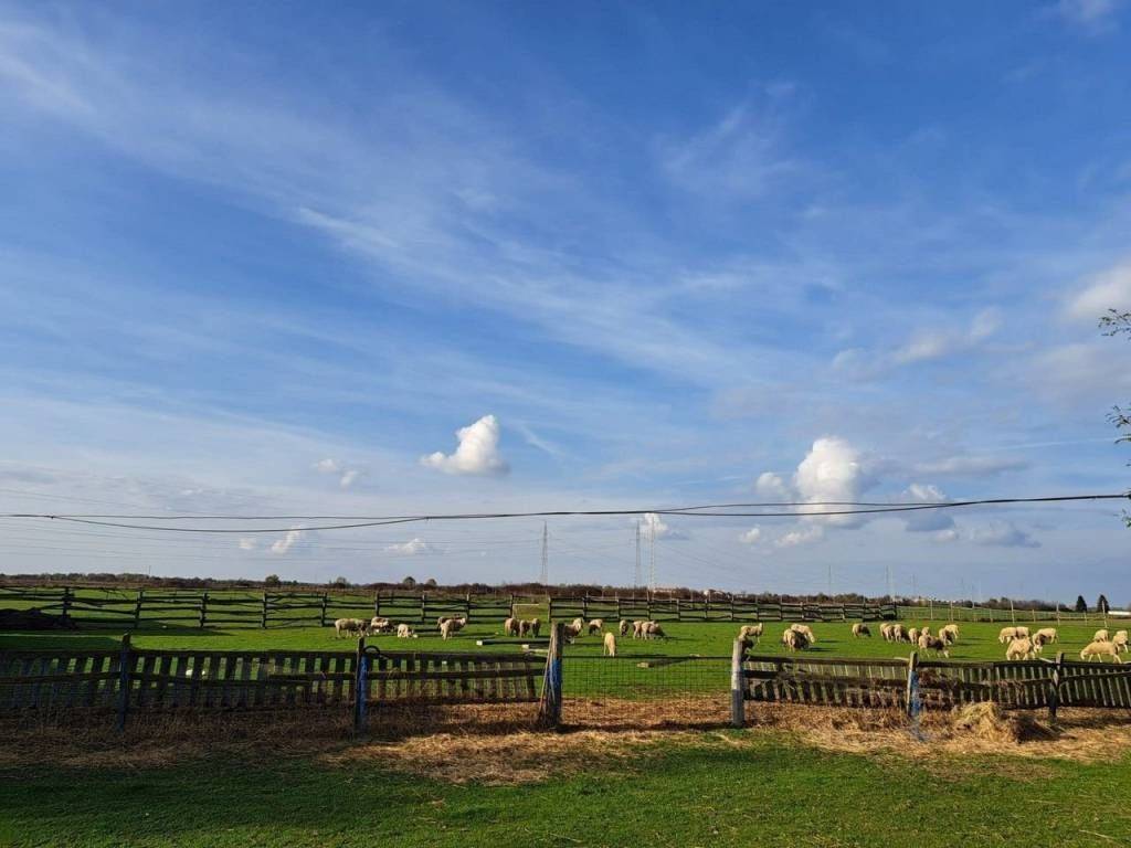 Poljoprivredno zemljište, Prodaja, Petrijanec, Majerje