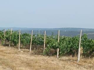 Poljoprivredno zemljište, Prodaja, Posedarje, Posedarje