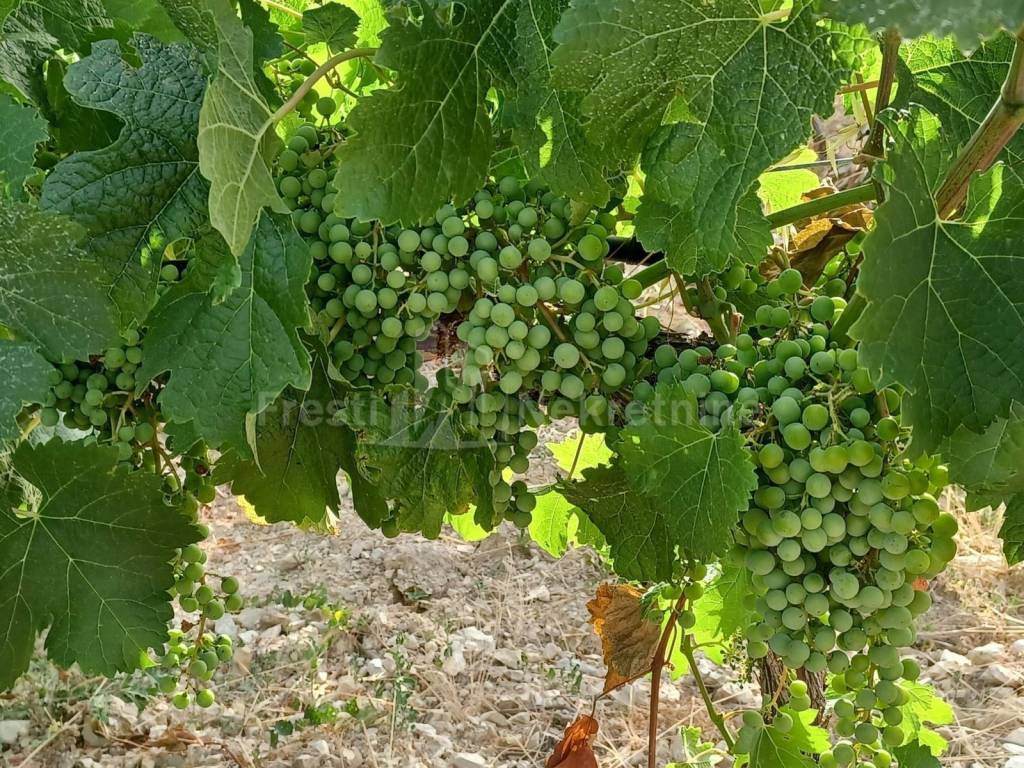 Poljoprivredno zemljište, Prodaja, Posedarje, Posedarje