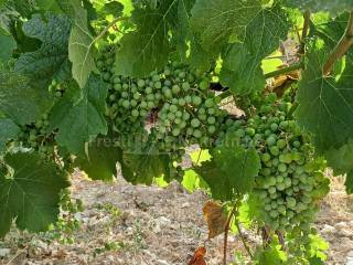 Poljoprivredno zemljište, Prodaja, Posedarje, Posedarje