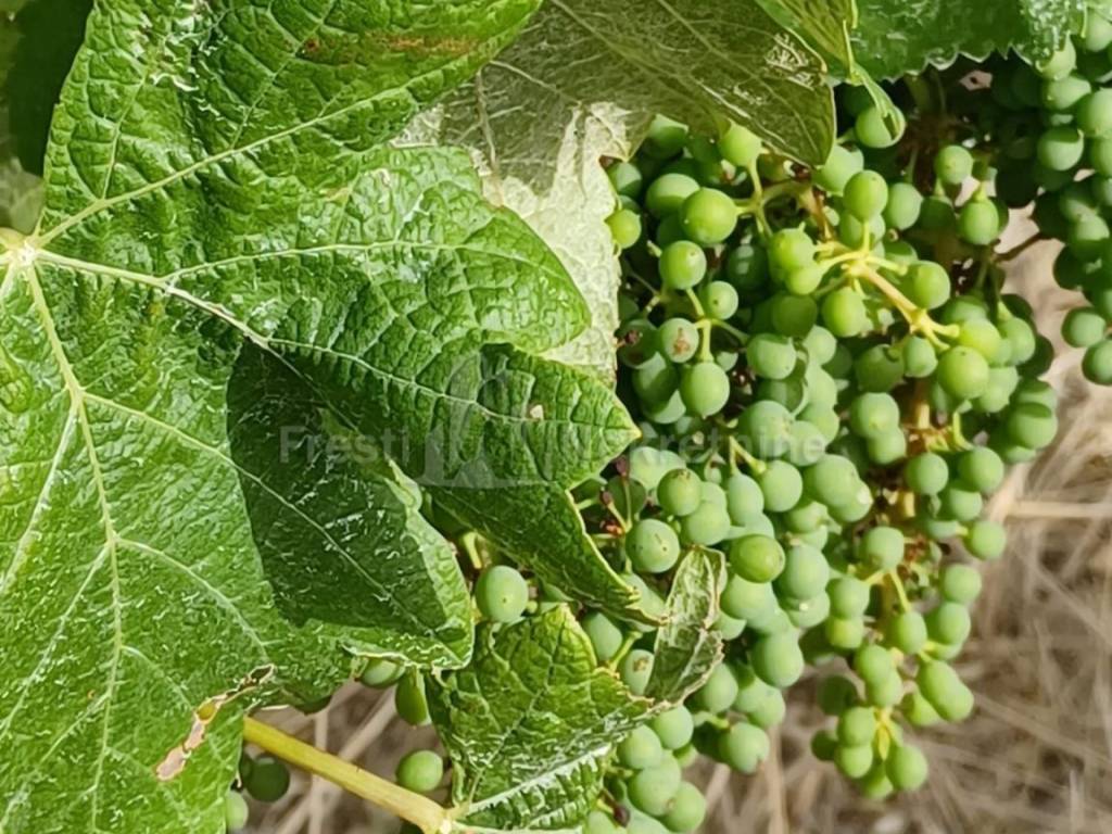 Poljoprivredno zemljište, Prodaja, Posedarje, Posedarje