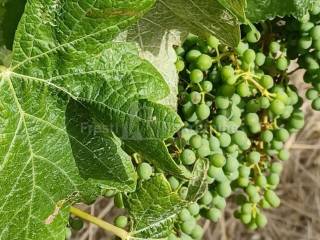 Poljoprivredno zemljište, Prodaja, Posedarje, Posedarje