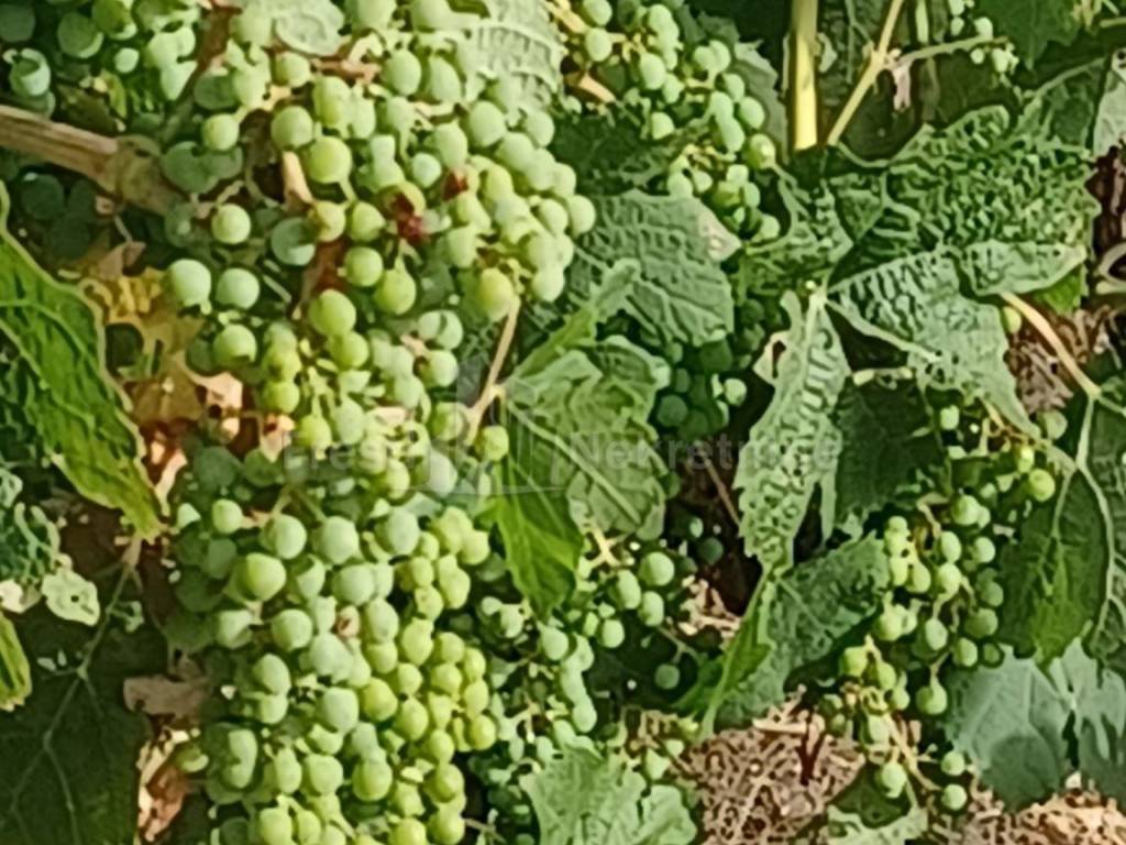 Poljoprivredno zemljište, Prodaja, Posedarje, Posedarje