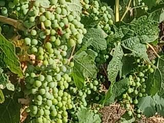 Poljoprivredno zemljište, Prodaja, Posedarje, Posedarje