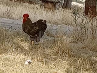 Poljoprivredno zemljište, Prodaja, Posedarje, Posedarje