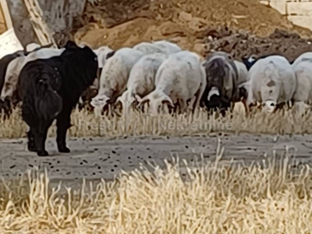 Poljoprivredno zemljište, Prodaja, Posedarje, Posedarje