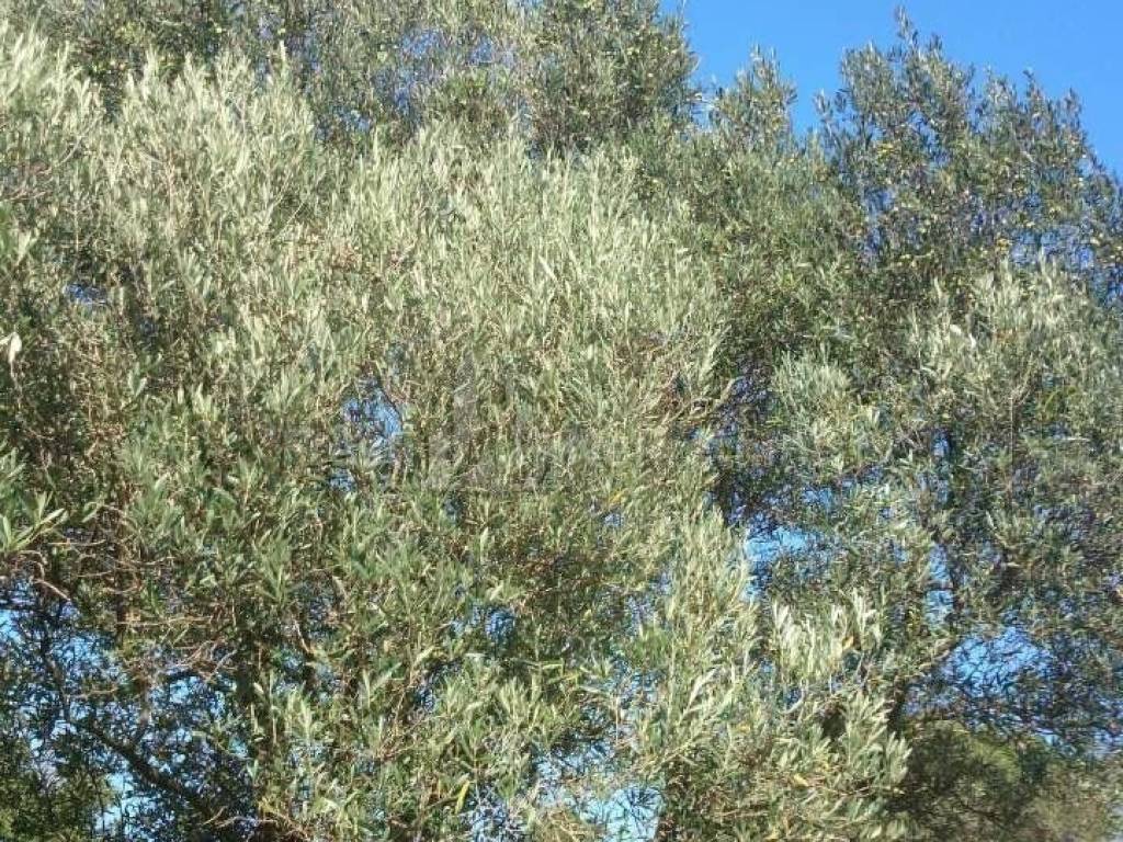 Građevinsko zemljište, Prodaja, Zadar - Okolica, Silba