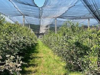 Obiteljsko imanje, Prodaja, Pisarovina, Dvoranci