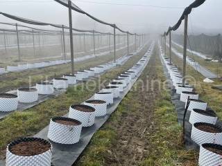 Obiteljsko imanje, Prodaja, Pisarovina, Dvoranci