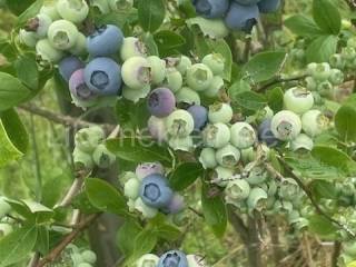 Obiteljsko imanje, Prodaja, Pisarovina, Dvoranci
