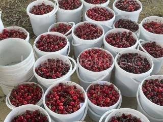 Obiteljsko imanje, Prodaja, Pisarovina, Dvoranci