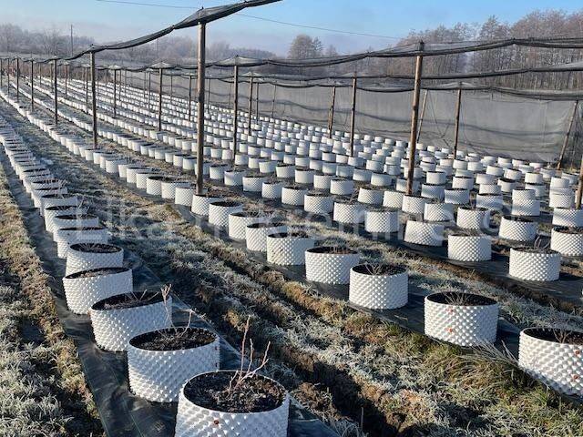 Obiteljsko imanje, Prodaja, Pisarovina, Dvoranci