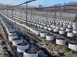 Obiteljsko imanje, Prodaja, Pisarovina, Dvoranci