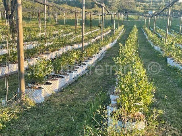 Obiteljsko imanje, Prodaja, Pisarovina, Dvoranci