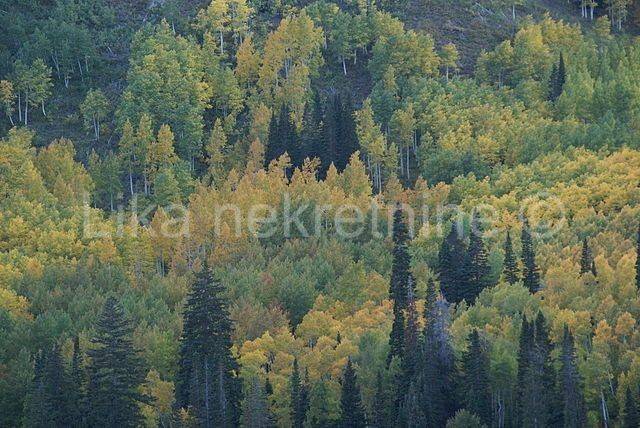 šuma, Prodaja, Plitvička jezera, Gornji Babin Potok