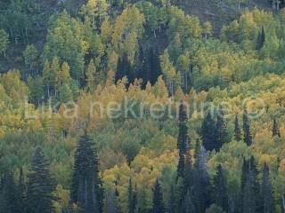 šuma, Prodaja, Plitvička jezera, Gornji Babin Potok