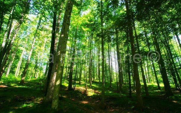 šuma, Prodaja, Plitvička jezera, Gornji Babin Potok