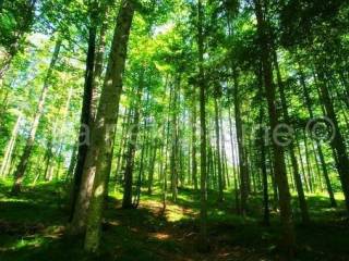šuma, Prodaja, Plitvička jezera, Gornji Babin Potok